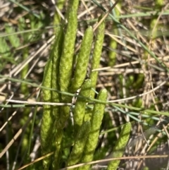 Austrolycopodium fastigiatum (Alpine Club Moss) at Cotter River, ACT - 20 Feb 2022 by NedJohnston