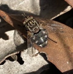 Tachinidae (family) (Unidentified Bristle fly) at Cotter River, ACT - 20 Feb 2022 by NedJohnston