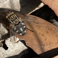 Tachinidae (family) at Cotter River, ACT - 20 Feb 2022 09:45 AM