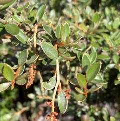 Grevillea diminuta at Cotter River, ACT - 20 Feb 2022 by NedJohnston