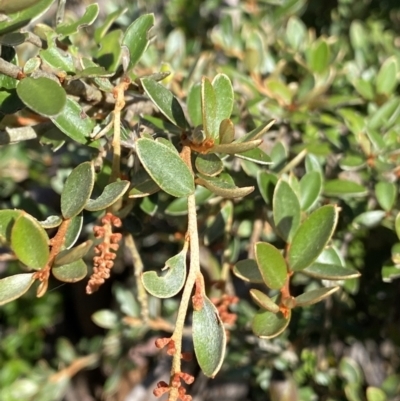 Grevillea diminuta at Cotter River, ACT - 20 Feb 2022 by NedJohnston