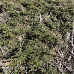 Grevillea diminuta at Cotter River, ACT - 20 Feb 2022