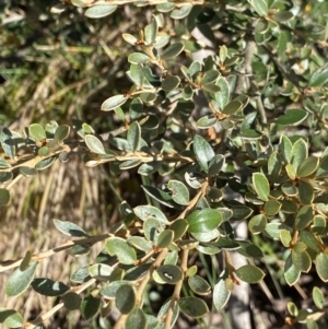 Grevillea diminuta at Cotter River, ACT - 20 Feb 2022