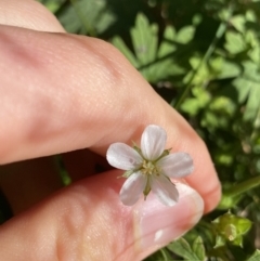 Geranium potentilloides var. potentilloides (Downy Geranium) at Cotter River, ACT - 19 Feb 2022 by Ned_Johnston