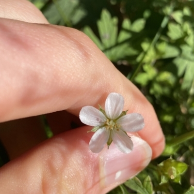 Geranium potentilloides var. potentilloides (Downy Geranium) at Cotter River, ACT - 20 Feb 2022 by NedJohnston