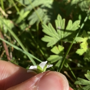 Geranium potentilloides var. potentilloides at Cotter River, ACT - 20 Feb 2022