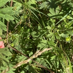 Geranium potentilloides var. potentilloides at Cotter River, ACT - 20 Feb 2022