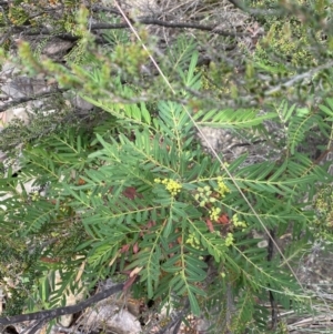 Polyscias sambucifolia subsp. Short leaflets (V.Stajsic 196) Vic. Herbarium at Cotter River, ACT - 20 Feb 2022