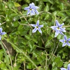 Isotoma fluviatilis subsp. australis (Swamp Isotome) at Cotter River, ACT - 20 Feb 2022 by NedJohnston