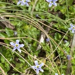 Isotoma fluviatilis subsp. australis at Cotter River, ACT - 20 Feb 2022 10:05 AM