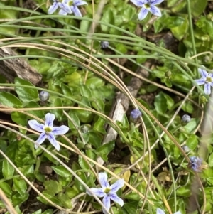 Isotoma fluviatilis subsp. australis at Cotter River, ACT - 20 Feb 2022 10:05 AM