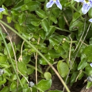 Isotoma fluviatilis subsp. australis at Cotter River, ACT - 20 Feb 2022 10:05 AM