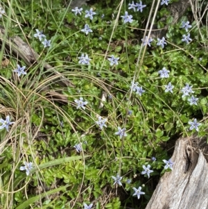 Isotoma fluviatilis subsp. australis at Cotter River, ACT - 20 Feb 2022 10:05 AM