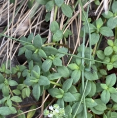 Poranthera oreophila (Mountain Poranthera) at Cotter River, ACT - 19 Feb 2022 by Ned_Johnston