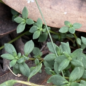 Poranthera oreophila at Cotter River, ACT - 20 Feb 2022
