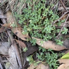 Poranthera oreophila at Cotter River, ACT - 20 Feb 2022