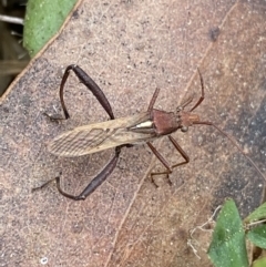 Melanacanthus scutellaris (Small brown bean bug) at Namadgi National Park - 19 Feb 2022 by Ned_Johnston