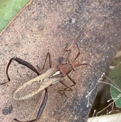 Melanacanthus scutellaris at Cotter River, ACT - 20 Feb 2022