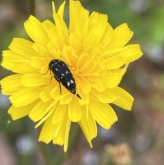 Mordellidae (family) (Unidentified pintail or tumbling flower beetle) at Cotter River, ACT - 20 Feb 2022 by NedJohnston