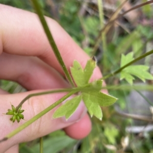 Ranunculus scapiger at Cotter River, ACT - 20 Feb 2022 10:33 AM