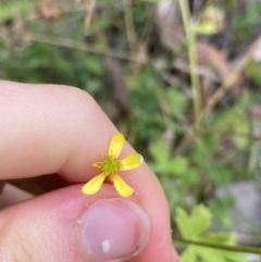 Ranunculus scapiger at Cotter River, ACT - 20 Feb 2022 10:33 AM