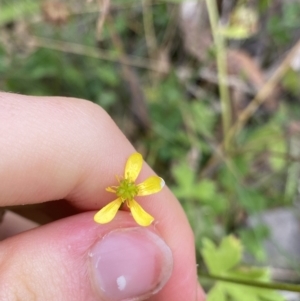 Ranunculus scapiger at Cotter River, ACT - 20 Feb 2022 10:33 AM