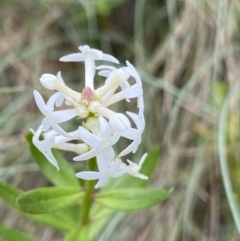 Stackhousia monogyna (Creamy Candles) at Cotter River, ACT - 20 Feb 2022 by NedJohnston