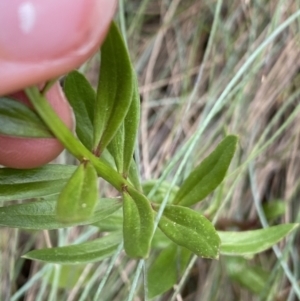 Stackhousia monogyna at Cotter River, ACT - 20 Feb 2022