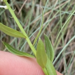 Stackhousia monogyna at Cotter River, ACT - 20 Feb 2022