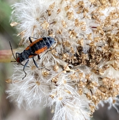 Melanerythrus mutilatus (A seed eating bug) at Cotter River, ACT - 20 Feb 2022 by NedJohnston