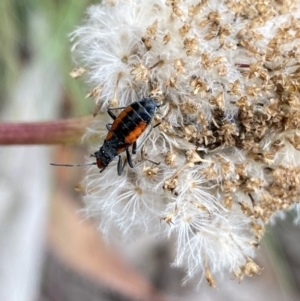 Melanerythrus mutilatus at Cotter River, ACT - 20 Feb 2022