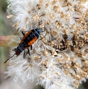 Melanerythrus mutilatus at Cotter River, ACT - 20 Feb 2022 11:02 AM