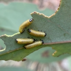 Paropsisterna sp. (genus) (A leaf beetle) at Carwoola, NSW - 20 Feb 2022 by NedJohnston