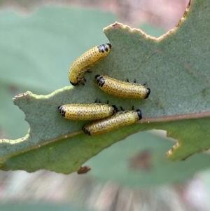 Paropsisterna sp. (genus) at Carwoola, NSW - 20 Feb 2022