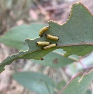Paropsisterna sp. (genus) at Carwoola, NSW - 20 Feb 2022