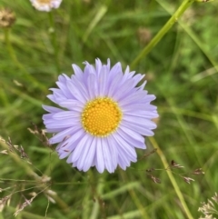 Brachyscome scapigera (Tufted Daisy) at Cotter River, ACT - 20 Feb 2022 by NedJohnston