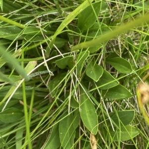 Brachyscome scapigera at Cotter River, ACT - 20 Feb 2022