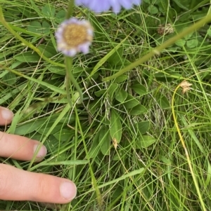 Brachyscome scapigera at Cotter River, ACT - 20 Feb 2022 12:10 PM