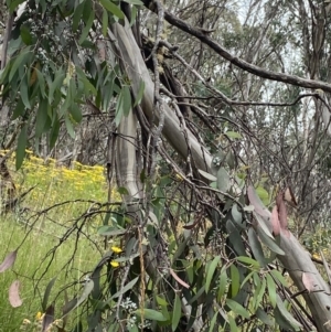 Eucalyptus pauciflora subsp. debeuzevillei at Cotter River, ACT - 20 Feb 2022