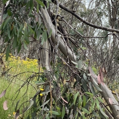 Eucalyptus pauciflora subsp. debeuzevillei (A Snow Gum) at Cotter River, ACT - 20 Feb 2022 by NedJohnston