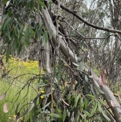 Eucalyptus pauciflora subsp. debeuzevillei (A Snow Gum) at Namadgi National Park - 20 Feb 2022 by Ned_Johnston