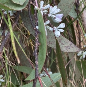 Eucalyptus pauciflora subsp. debeuzevillei at Cotter River, ACT - 20 Feb 2022 12:50 PM