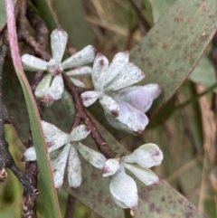 Eucalyptus pauciflora subsp. debeuzevillei at Cotter River, ACT - 20 Feb 2022 12:50 PM