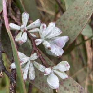 Eucalyptus pauciflora subsp. debeuzevillei at Cotter River, ACT - 20 Feb 2022