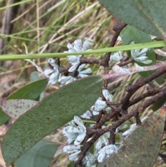 Eucalyptus pauciflora subsp. debeuzevillei at Cotter River, ACT - 20 Feb 2022