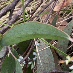 Eucalyptus pauciflora subsp. debeuzevillei at Cotter River, ACT - 20 Feb 2022 12:50 PM