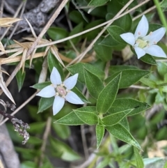 Rhytidosporum alpinum at Cotter River, ACT - 20 Feb 2022 by NedJohnston