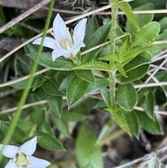 Rhytidosporum alpinum at Cotter River, ACT - 20 Feb 2022