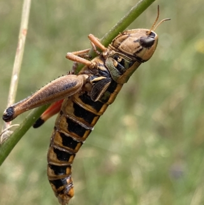 Praxibulus sp. (genus) (A grasshopper) at Cotter River, ACT - 20 Feb 2022 by NedJohnston