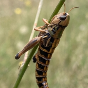 Praxibulus sp. (genus) at Cotter River, ACT - 20 Feb 2022